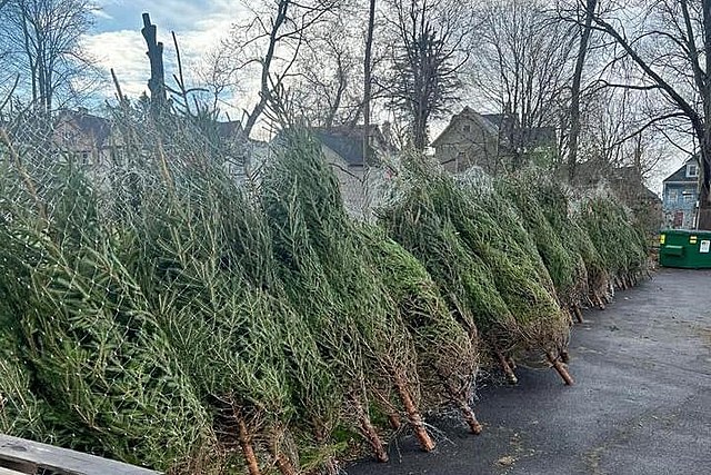 Don't Have a Christmas Trees Yet? Get a Free One in Utica and Rome