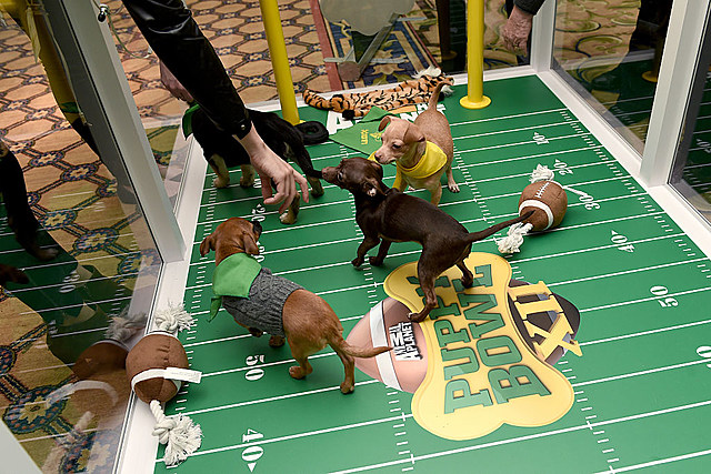 Two Adorable Utica Pups Competing in 2022 Puppy Bowl