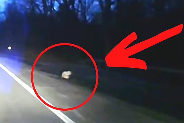 WATCH: NY Driver Captures One in a Million Moment on Dash Cam