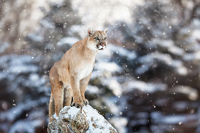 Is There Really a Covert Mission to Restock Cougars in New York State