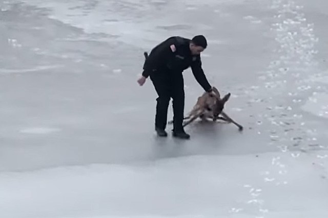 Oh Deer! NY Police Officer Saves Scared Deer Trapped on Icy NY Pond