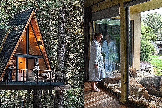 Luxury Treehouse & Bungalow Camping Among Wild Animals Coming To CNY