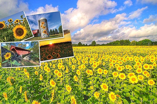 Send Words of Inspiration on CNY 'Sunflowers for Ukraine' Postcards