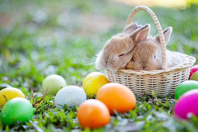 Take Kids on a Wild Easter Egg Eggstravaganza at CNY Animal Park