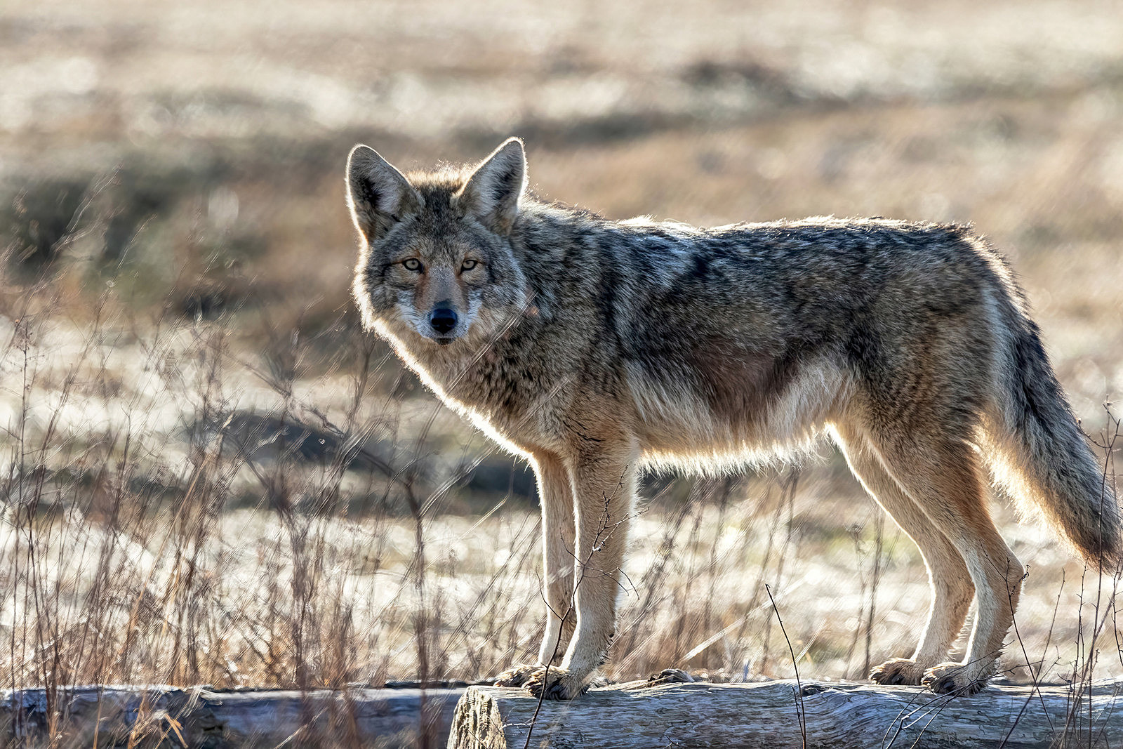 reports of coyote in Camden, New York