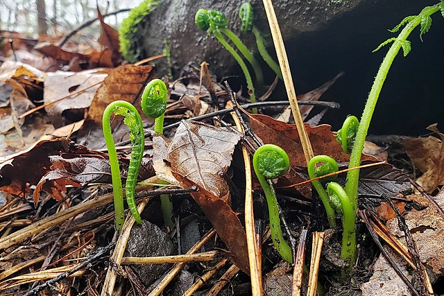 Magical 300 Year Old Sign of Spring Sprouting in New York Forests