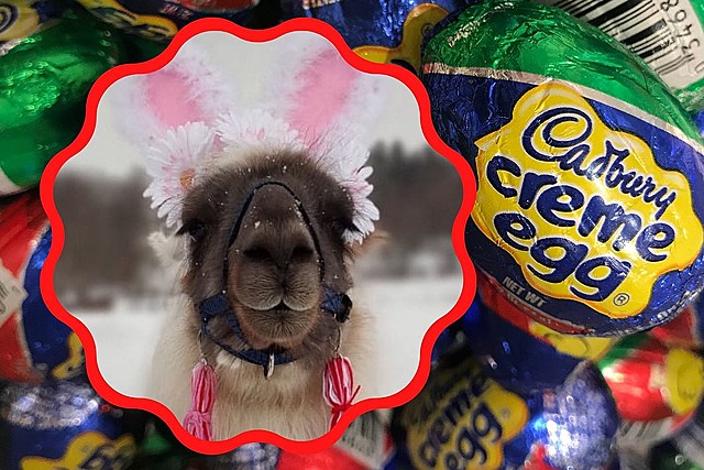 Cadbury Bunny Tryouts Name Winner! How Did NY Llama Do
