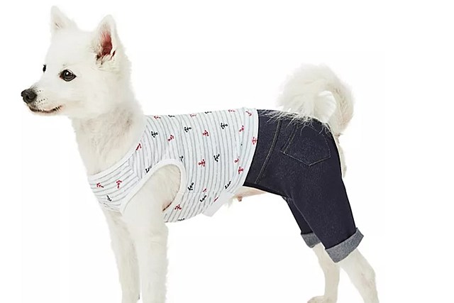 Is One NY City Really Mandating Pants for Pets to Cover Genitals