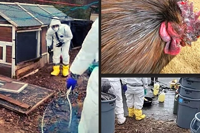 Deadly Bird Flu Hits First Upstate New York Farm, Entire Flock Euthanized