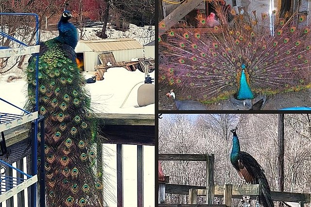 Kevin the Peacock Miraculously Comes Home After Being Missing 2 Weeks