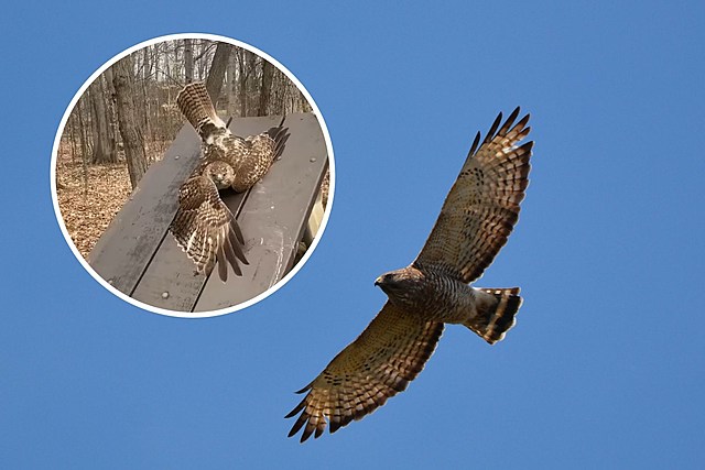 Watch This Hero! DEC Officer Rescues Hawk Stuck On A Picnic Table