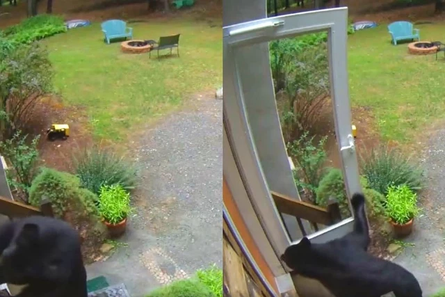 Incredible Video of Smart & Hungry Bear Opening Front Door in Search of Food