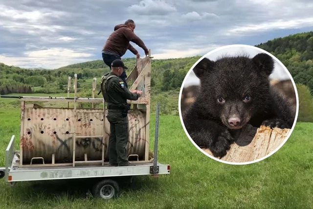 Watch! Cute Bear Sprints Back Into Adirondacks After A Year Of Rehab