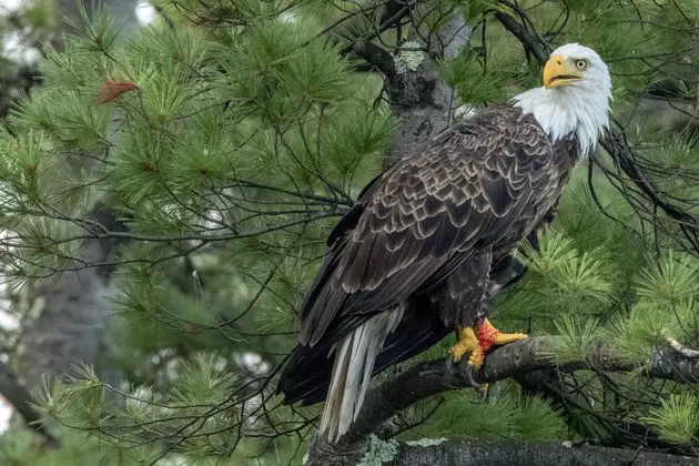 Winnipesaukee Bald Eagle