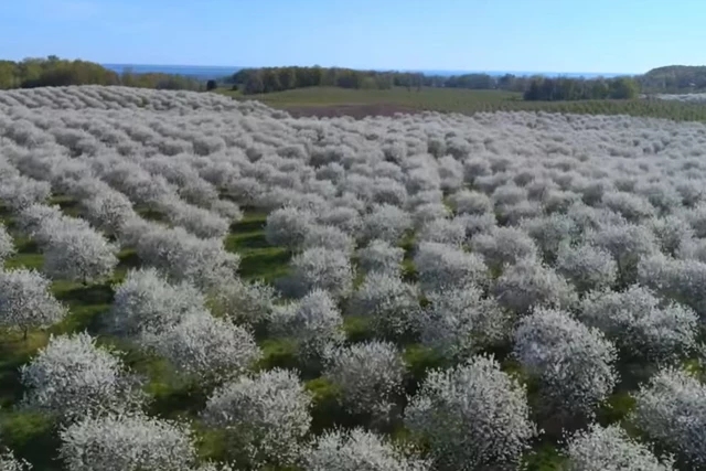 Grab Your Camera! Tour This Breathtaking Cherry Blossom Field In Upstate NY