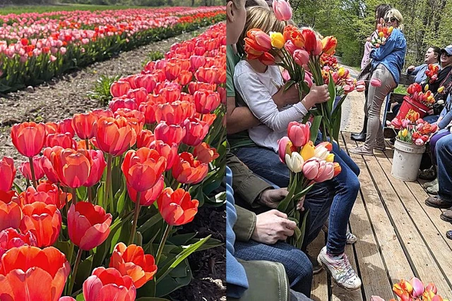 Grab the Scissors! It's Time to Cut Your Own Flowers in CNY Tulip Field