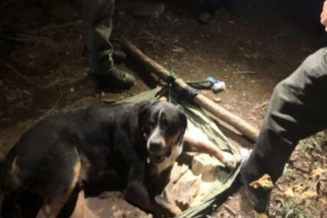 NYS Rangers Rescue 135 Pound Dog After Injuring Leg On Hiking Trail