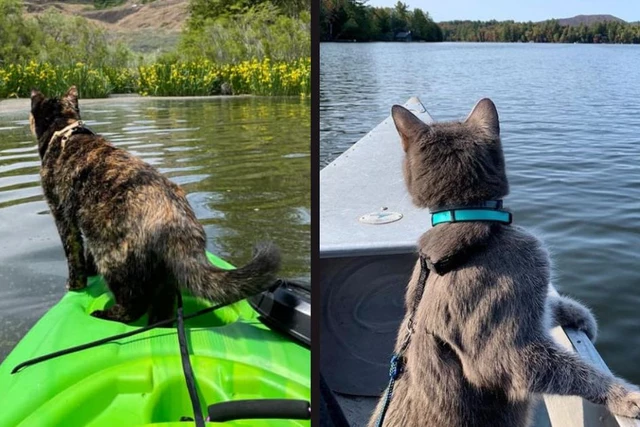 Cat in a Canoe & Kitty On a Kayak Enjoy Beauty of Adirondacks