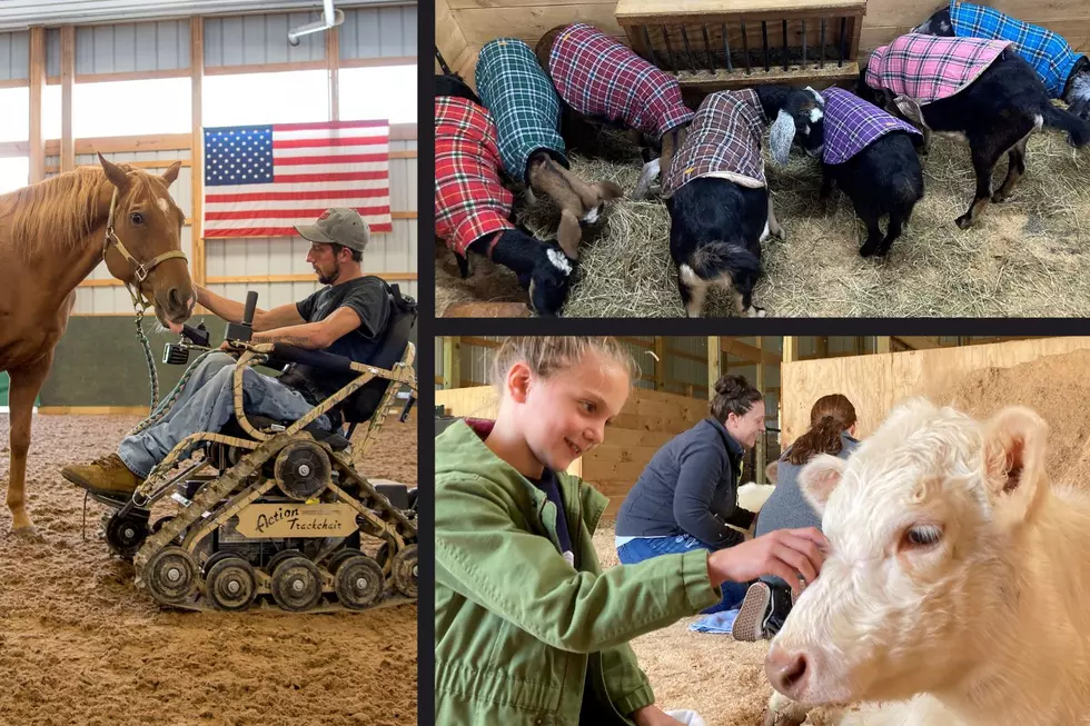 Special CNY Farm Helping Save Lives Where You Can Cuddle Cows & Goats in Coats