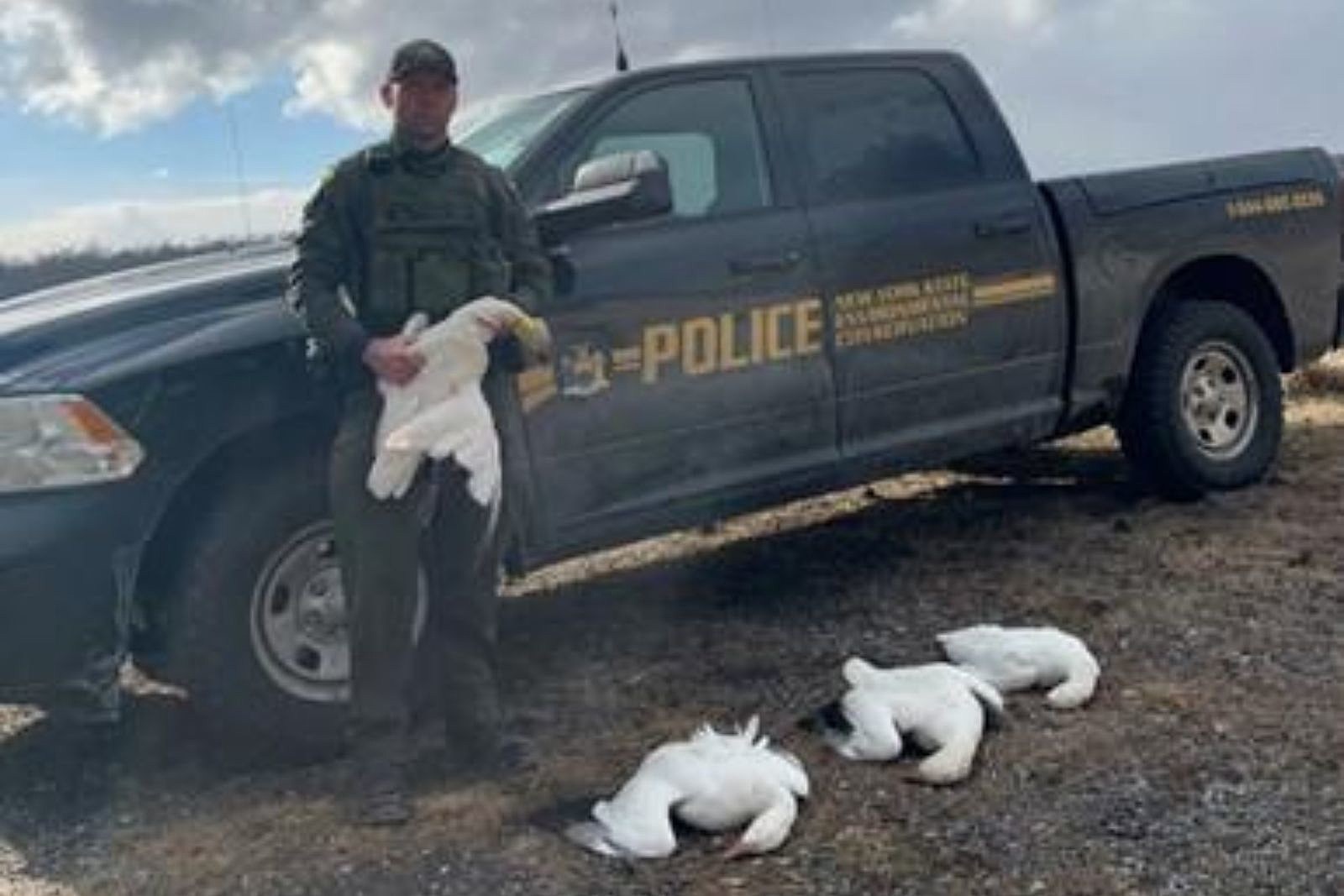 hunters illegally shoot geese