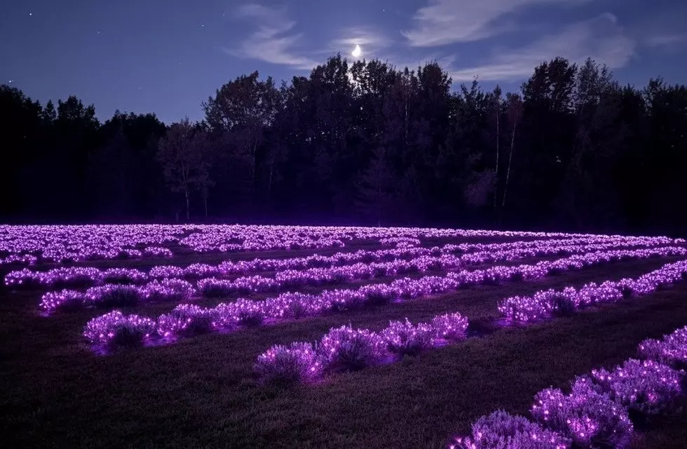 Holiday Magic Awaits at Lavender & Lights in Central New York