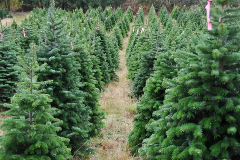 Central New York Christmas Tree Farm Will Be Closed This Year