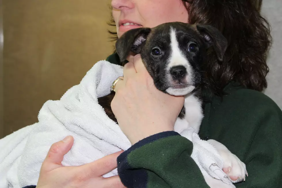 Fireworks Can Terrify Your Pet