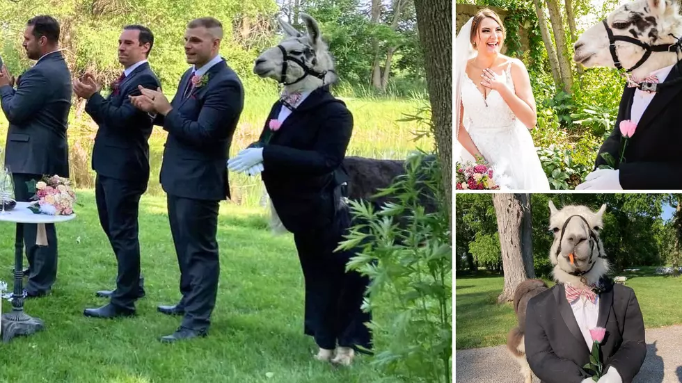 Yes, He’s Real! Hire this Llama for Your Upstate New York Wedding
